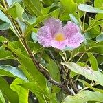 Tabebuia heterophyllaBlodyn