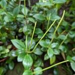 Peperomia glabella Flower