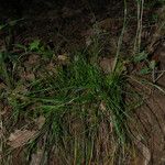 Carex distachya Habit