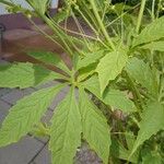 Cyclanthera pedata Leaf