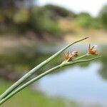 Juncus articulatus 葉