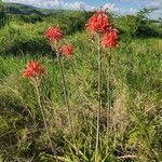 Aloe ellenbeckii Květ