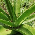 Aloe amudatensis 葉