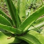 Aloe amudatensis Leht