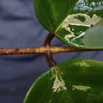 Anthonotha macrophylla Leaf