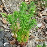 Euphorbia palustris ফুল