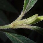 Psychotria vieillardii Кора