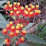 Asclepias curassavicaFlower