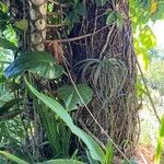 Tillandsia utriculata Staniste