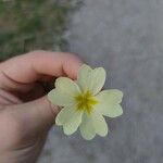 Primula vulgarisFlower