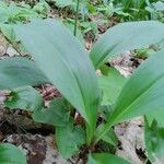 Clintonia borealis ᱥᱟᱠᱟᱢ