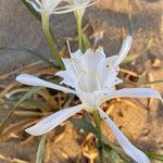 Pancratium maritimumBloem