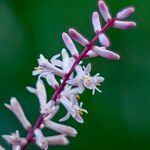 Cordyline fruticosaFiore