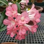 Rhododendron aurigeranum