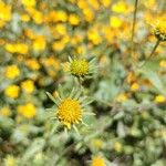 Viguiera dentata 花