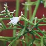 Rhipsalis cereuscula Flor