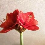 Hippeastrum puniceum 花