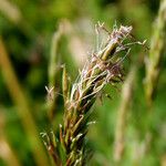 Anthoxanthum odoratum Flower