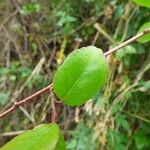 Flacourtia indica Leaf