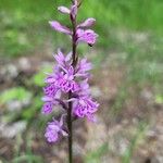 Dactylorhiza fuchsii Fula