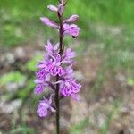 Dactylorhiza fuchsii Floare