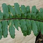 Asplenium pseudotenerum Leaf