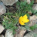 Eschscholzia californica പുഷ്പം