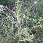 Cleome spinosa Habit