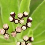 Psiadia anchusifolia Flower