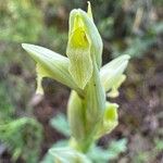 Serapias parviflora Blomma