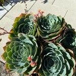 Echeveria secunda List