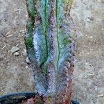 Euphorbia pulvinata Habit