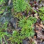 Lycopodium dendroideum Blatt