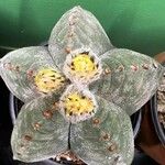 Astrophytum myriostigma 葉