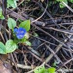 Omphalodes verna Blüte