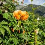 Lilium henryi Flor