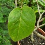 Solanum betaceum Leaf