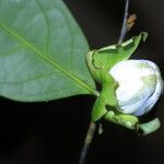 Diospyros bipindensis Fruto