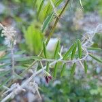 Vicia monantha عادت داشتن