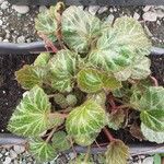 Saxifraga stoloniferaFrunză