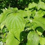 Malus pumila Leaf