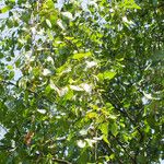 Betula populifolia Foglia