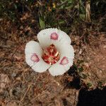 Calochortus venustus ᱵᱟᱦᱟ