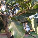 Quercus castaneifolia Leaf