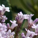 Eriodictyon trichocalyx Flower