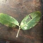 Leonia glycycarpa Leaf