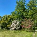 Malus × floribundaFlower