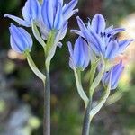 Scilla verna Flower