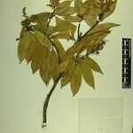 Pieris formosa Mosusu