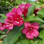 Weigela hortensis 花